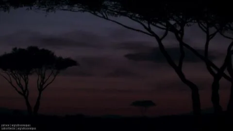 The Lion King Futanari Scene: 1Futa, 1Futa1Girl and 1Girls